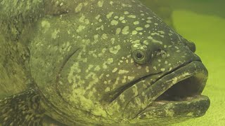 Facts The Goliath Grouper [upl. by Donaldson]