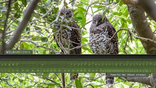 Powerful Owl Calls amp Sounds [upl. by Boarer]