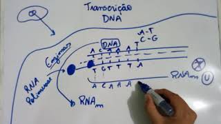 Transcrição do DNA  Explicação Detalhada [upl. by Valry]