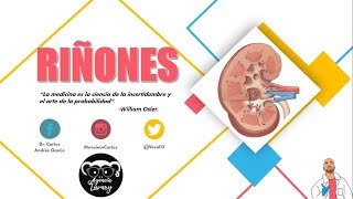 Anatomía  Riñón Pt I Caras Bordes Relaciones Fascia Renal [upl. by Iduj]