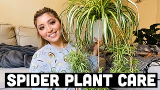 HOW TO PROPAGATE SPIDER PLANTS  SPIDER PLANT CARE [upl. by Linder]