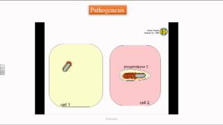 Listeria monocytogenes [upl. by Fosque]