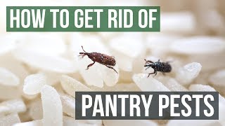 How to Get Rid of Pantry Pests Guaranteed 4 Easy Steps [upl. by Graubert210]