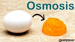 Eggs and Osmosis  A Fun Science Experiment [upl. by Ahsitul968]