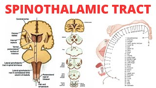 Spinothalamic Tract  PAIN ANATOMY [upl. by Nnorahs220]