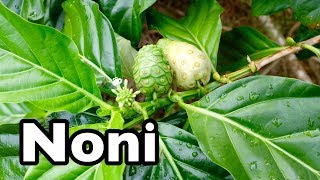 All About Noni [upl. by Eanom]