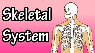 The Skeletal System  Skeletal System Functions  Skeletal System Basics [upl. by Hillard]