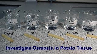 Osmosis Required Practical GCSE Biology [upl. by Kutzer]