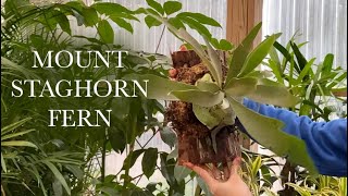 Mount Staghorn Fern in Under 5 Minutes DIY [upl. by Wenda25]