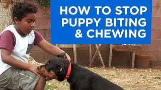 How to Stop Puppy Biting and Chewing [upl. by Lisabeth]