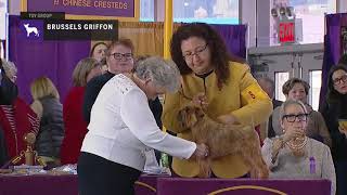 Brussels Griffons  Breed Judging 2019 [upl. by Nahtanoj]