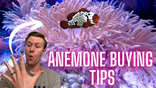 5 Things You Need to Know Before Getting an Anemone  Watch Before You Buy [upl. by Marie-Ann]