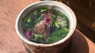 How to make red clover tea Trifolium pratense [upl. by Rotce]