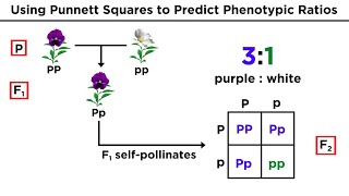 Mendelian Genetics and Punnett Squares [upl. by Ahasuerus]