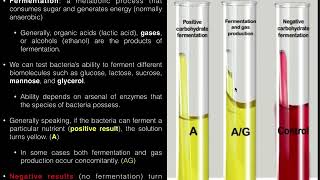 Carbohydrate CHO Fermentation Durham Tube Test [upl. by Adnolaj]