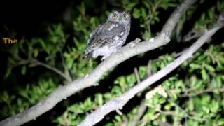 Western Screech Owl [upl. by Airtap]