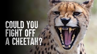 How to Survive a Cheetah Attack [upl. by Poree]