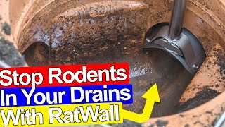 STOP RATS GETTING IN YOUR DRAINS AND HOUSE  Ratwall [upl. by Sinai]