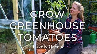 How to grow Greenhouse Tomatoes [upl. by Ennywg]