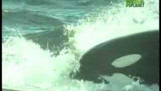 Killer Clips Awesome Whale Attack [upl. by Naamana]