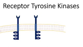 Receptor Tyrosine Kinases  RTK [upl. by Ycrem]