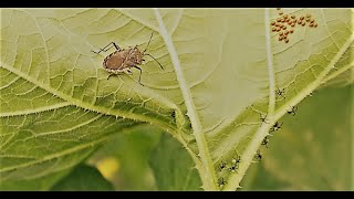 Squash Bugs  How to kill them and the eggs [upl. by Dyche]