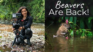 Englands First Wild Beavers in Over 400 Years UK Beavers on the River Otter Devon [upl. by Yelik]