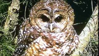 Nature Study Spotted Owl Sounds [upl. by Araccat]