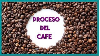 Proceso del cafe paso a paso [upl. by Tollmann]