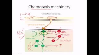 Chemotaxis of flagella [upl. by Pelson]