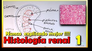 Histología de Riñón [upl. by Leclair]