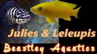 How to keep and breed Neolamprolagus leleupi and Julidochromis transcriptus [upl. by Tingley]