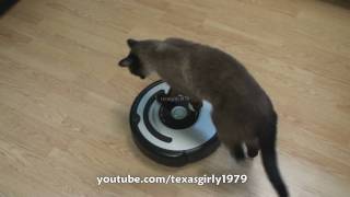 Cat shows HOW TO use iRobot Roomba Vacuum [upl. by Abagail]