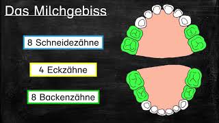 Meine Zähne  Das Milchzahngebiss [upl. by Aineles]