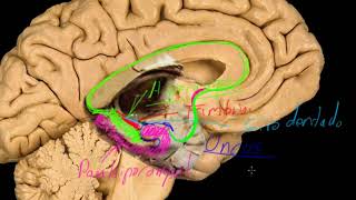 Lóbulo límbico pt1 [upl. by Araminta]