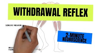 2Minute Neuroscience Withdrawal Reflex [upl. by Sara]