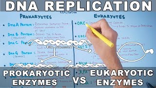 DNA Replication  Prokaryotic vs Eukaryotic Enzymes [upl. by Airdna]