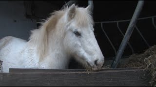 Le Poney Club Wallonie Bruxelles [upl. by Camellia]