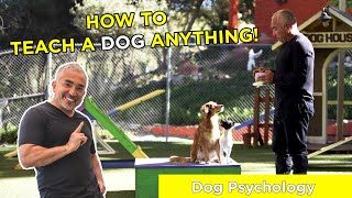 HOW TO TEACH A DOG ANYTHING With Cesar Millan [upl. by Zak408]