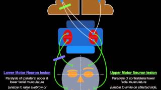 Facial Palsy Upper and Lower Motor Neuron Lesions  Dr MDM [upl. by Kraul398]