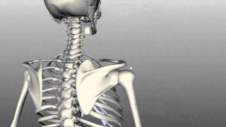 Scapula and Clavicle  Shoulder Girdle  Anatomy Tutorial [upl. by Nilac]