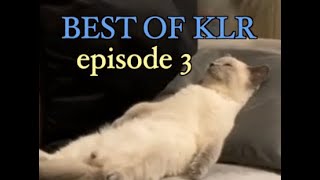 Funniest Animal Voiceovers  Ep 3 [upl. by Novets27]