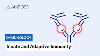 Innate and Adaptive Immunity Types of Immune Responses Short version [upl. by Aisinoid901]