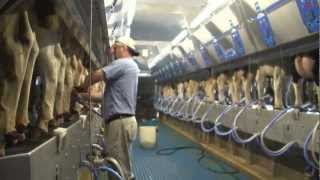 How 100 Canadian milk gets from farm to table [upl. by Emogene]