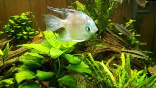 Angelfish And Dwarf Pike Cichlid Keep The Guppy Population Under Control [upl. by Hazard]