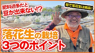 GWや5月植えにおすすめな落花生！肥料を少なくするのが栽培のコツ！？初心者でも簡単な育て方の重要ポイント！成功する３つの鉄則！【家庭菜園】【根粒菌】 [upl. by Zullo438]