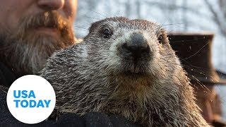 Groundhog Day 2020  USA TODAY [upl. by Elvah]