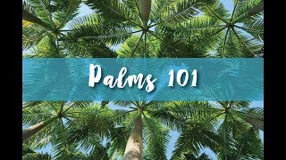 Palms 101 Part 1 [upl. by Yolande]