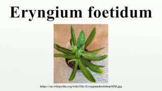 Eryngium foetidum [upl. by Marlea996]