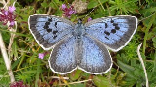 Rare large blue butterfly successfully reintroduced after 150 years [upl. by Allenrac]